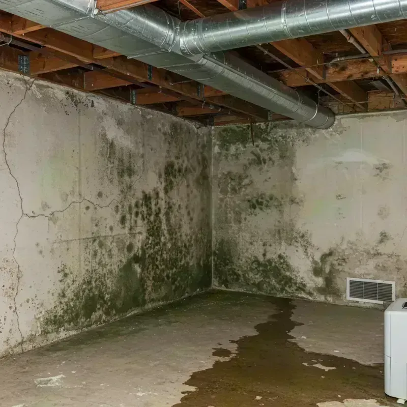 Professional Mold Removal in Minier, IL